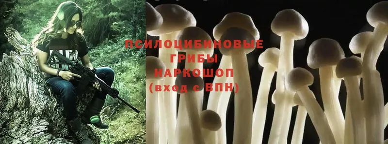 kraken tor  Берёзовка  Галлюциногенные грибы Psilocybine cubensis  купить наркотики цена 